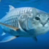Telegram profile photo for .𖥔 ݁ ˖ ``ᙢᖘᙓᙅᏦᗣ ᖘᑌᙅᎽᙓᙢ!! 🫧🐟`` .𖥔 ݁ ˖