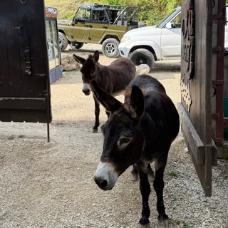Telegram profile photo for жирный boost