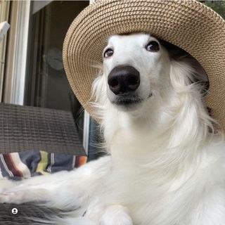 Telegram profile photo for 𝘽𝘖𝘙𝘡𝘖𝗶 𝘾𝙊𝙉𝙁 | ☀️