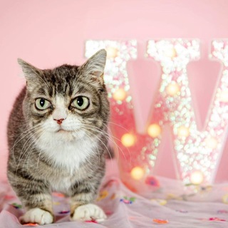 Telegram profile photo for Winky Everyday