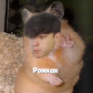 Telegram profile photo for ромашка с полканом🤟🏻