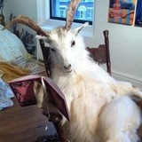 Telegram profile photo for Huiznaet