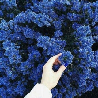 Telegram profile photo for HYACINTHUISM 🩵✨