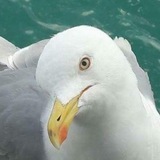 Telegram profile photo for Rinoko | Рин но не вокалоид🪽