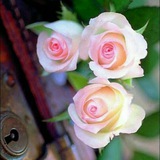 Telegram profile photo for 📚 تولد سهگانی 🎂