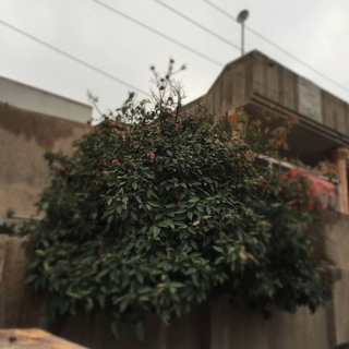 Telegram profile photo for متى نلتّقِي