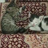Telegram profile photo for پناهگاه گربه 🐾