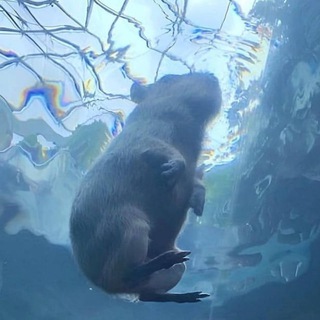 Telegram profile photo for мемы про кабибар