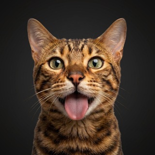 Telegram profile photo for Котяра (который Нейро)
