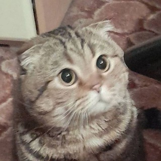 Telegram profile photo for весна яна 🤎