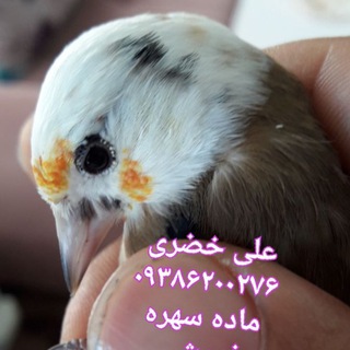 Telegram profile photo for (مرجع عاشقان سهره ایران)
