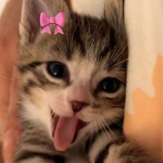 Telegram profile photo for Инфо Rai