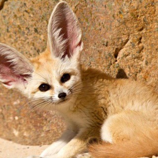 Telegram profile photo for Конкурсы FennecOficial