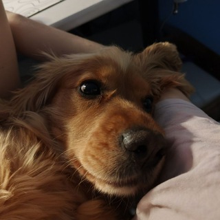 Telegram group profile photo for для котят💋