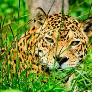 Telegram profile photo for Âmäžôñ Šťôřę