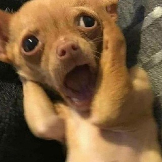 Telegram profile photo for очередной канал с ворованными мемами