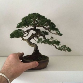 Telegram profile photo for 🌳فروشگاه بونسای🌲Bonsai shop