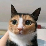 Telegram profile photo for Ворованные коты Данила Куликова