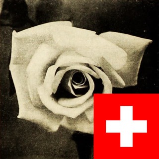 Telegram profile photo for La Rose Blanche Suisse🇨🇭 /🇨🇭Die Weiße Rose Schweiz