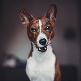 Telegram profile photo for Hancock_the_dog