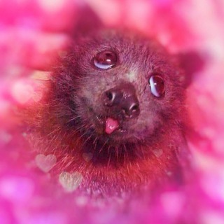 Telegram profile photo for 🦇🇺🇦Snivel's Humble Abode • Tazostan🏳️🌈🦇