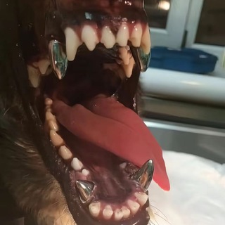 Telegram profile photo for ADAPTER