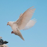 Telegram profile photo for OLDENBURG für Frieden