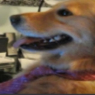 Telegram profile photo for GHFFB47YII2RTEEYY10OP PORTAL | A CULTURE COIN ON FARCASTER AND BASE