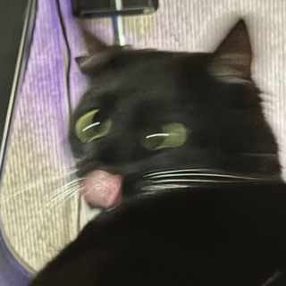 Telegram profile photo for моя кошка абьюзит меня