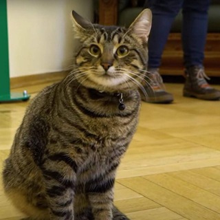Telegram profile photo for Кіт Левчик