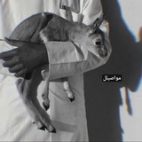 Telegram profile photo for :◟َِ مواصيلل 𓃠١