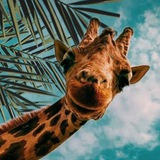 Telegram profile photo for Животные🦒