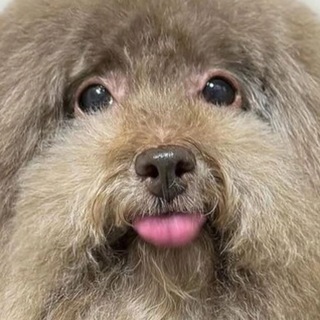 Telegram profile photo for (MJ)отстой