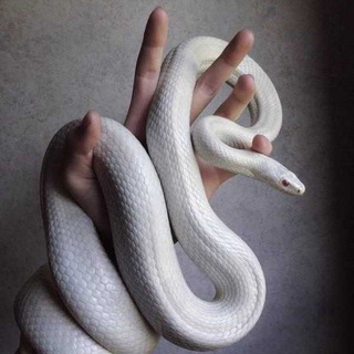 Telegram profile photo for Poisonous🐍