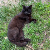 Telegram profile photo for тапся