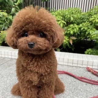 Telegram profile photo for инцидент нижний тагил