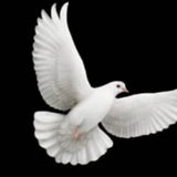 Telegram profile photo for Jawohl 🙏 - Wir stehen auf und bewegen was