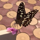 Telegram profile photo for - عـَـلــي جـَـنــآحِ فــرآشــهّ 🦋↻.
