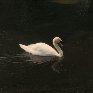 Telegram profile photo for 𝘚𝘸𝘢𝘮🦢