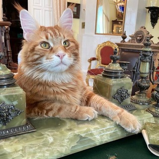 Telegram profile photo for Кот Владыка
