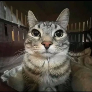 Telegram group profile photo for ZAZU ON SOL | OG COMMUNITY