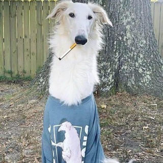 Telegram profile photo for бтв на каждый день