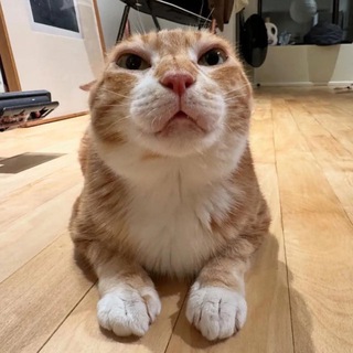 Telegram profile photo for Bruno