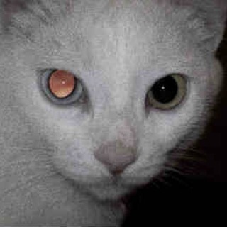 Telegram profile photo for доротея