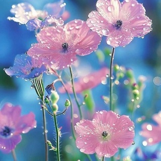 Telegram profile photo for انگاشته های دلی...