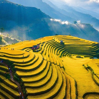 Telegram profile photo for THÔNG BÁO ZALO