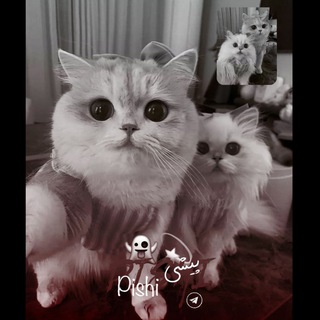 Telegram profile photo for Pishi | پیشی