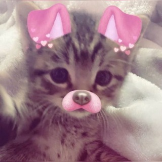 Telegram profile photo for steak
