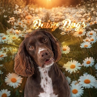 Telegram profile photo for 𝓓𝓪𝓲𝓼𝔂 𝓓𝓸𝓰𝓼 (пдб хаус)🌼