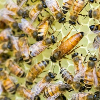 Telegram profile photo for کانال زنبورداران مازندرانی🐝